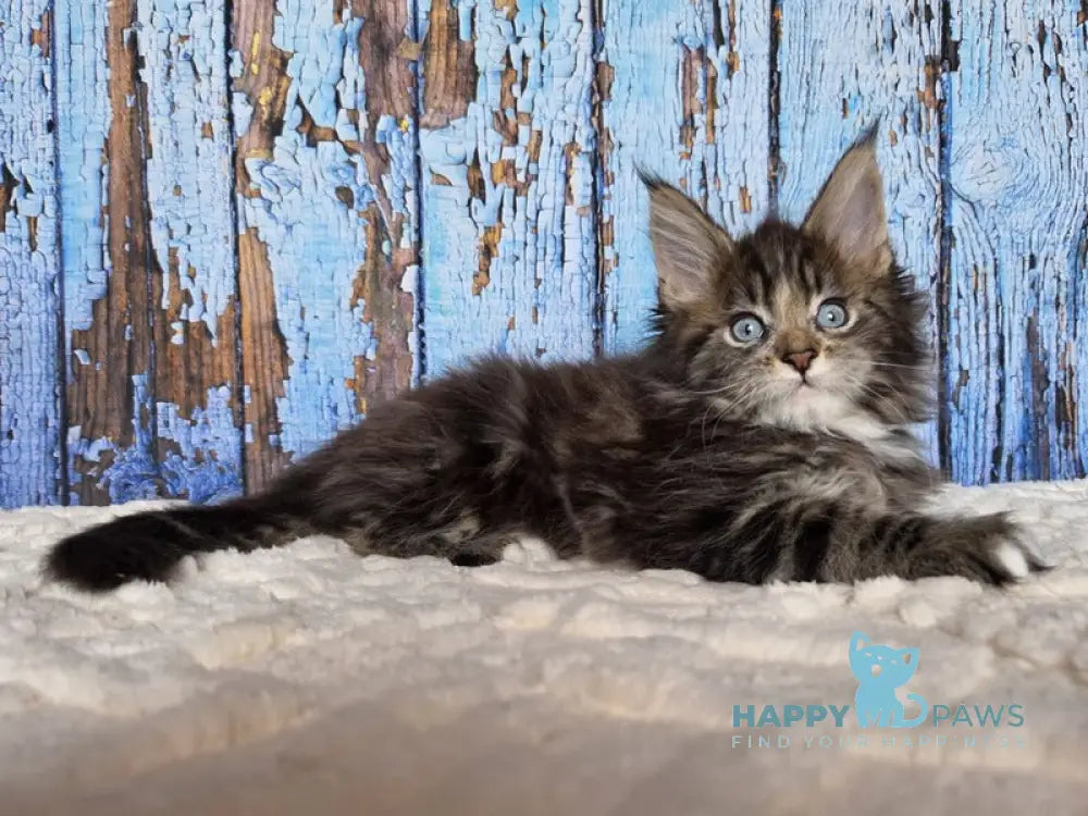 Narcissus Maine Coon male black tabby with white live animals