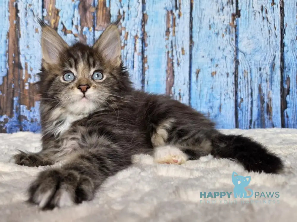 Narcissus Maine Coon male black tabby with white live animals