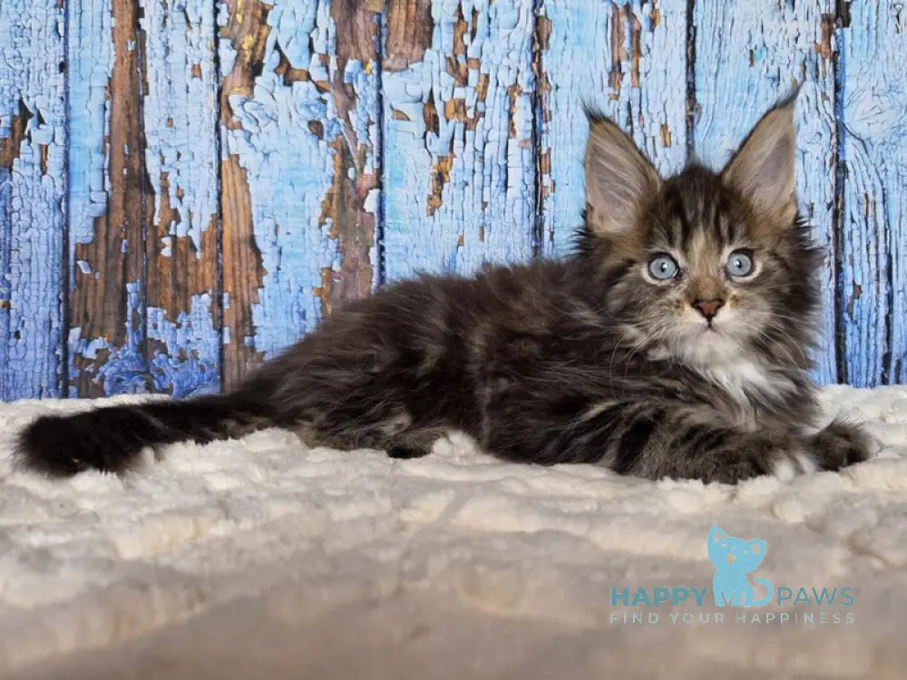 Narcissus Maine Coon male black tabby with white live animals