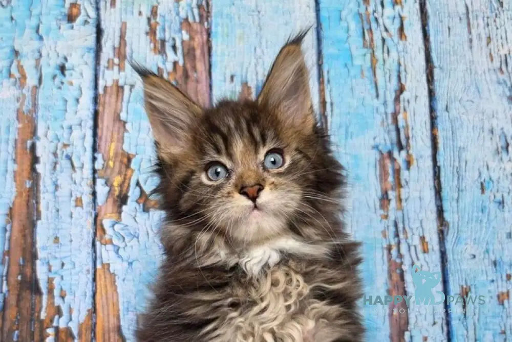 Narcissus Maine Coon male black tabby with white live animals