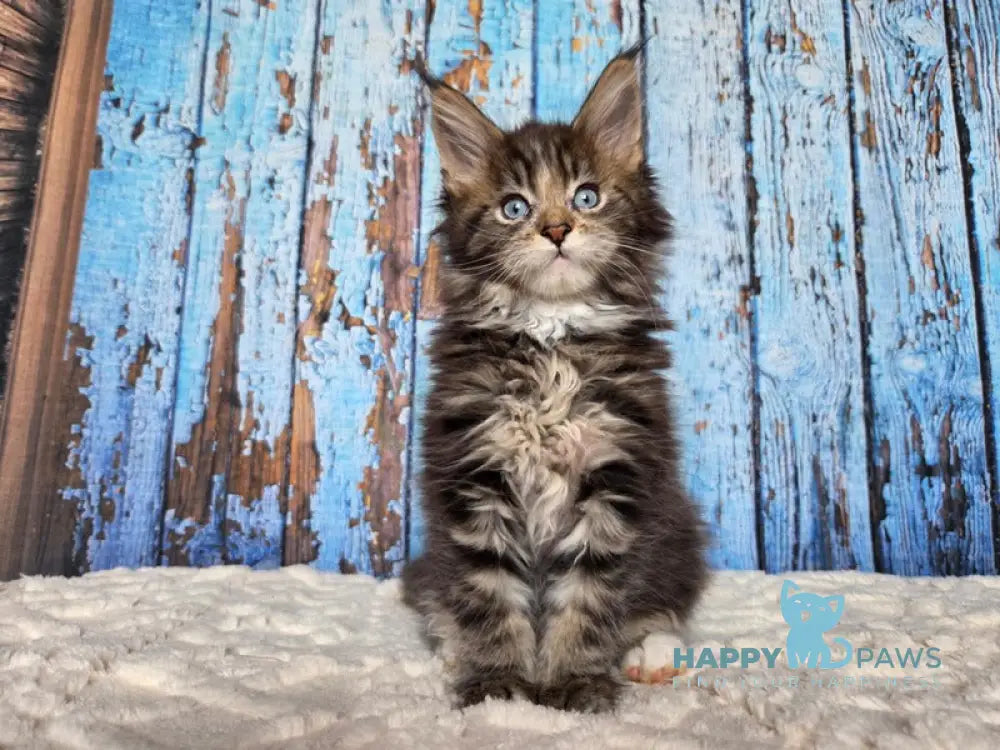 Narcissus Maine Coon male black tabby with white live animals