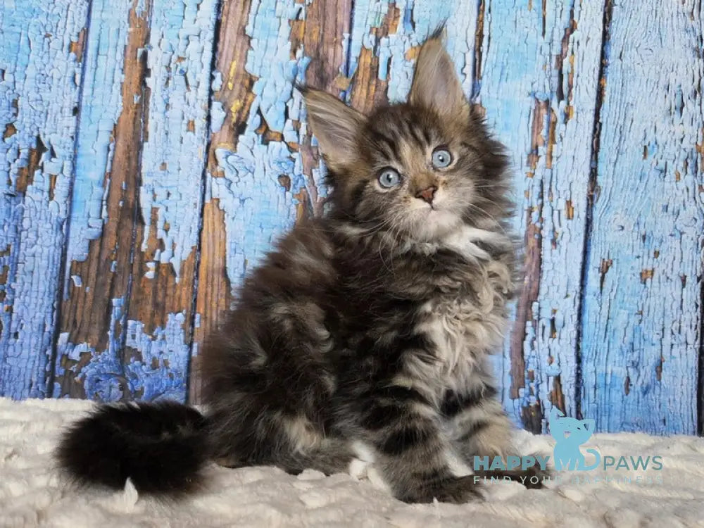 Narcissus Maine Coon male black tabby with white live animals