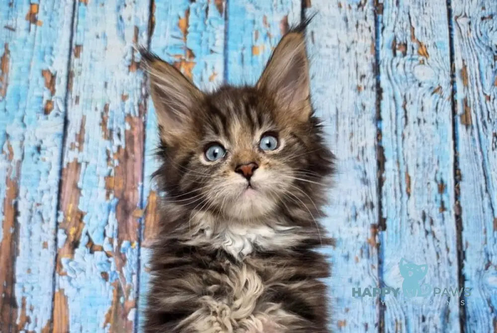 Narcissus Maine Coon male black tabby with white live animals