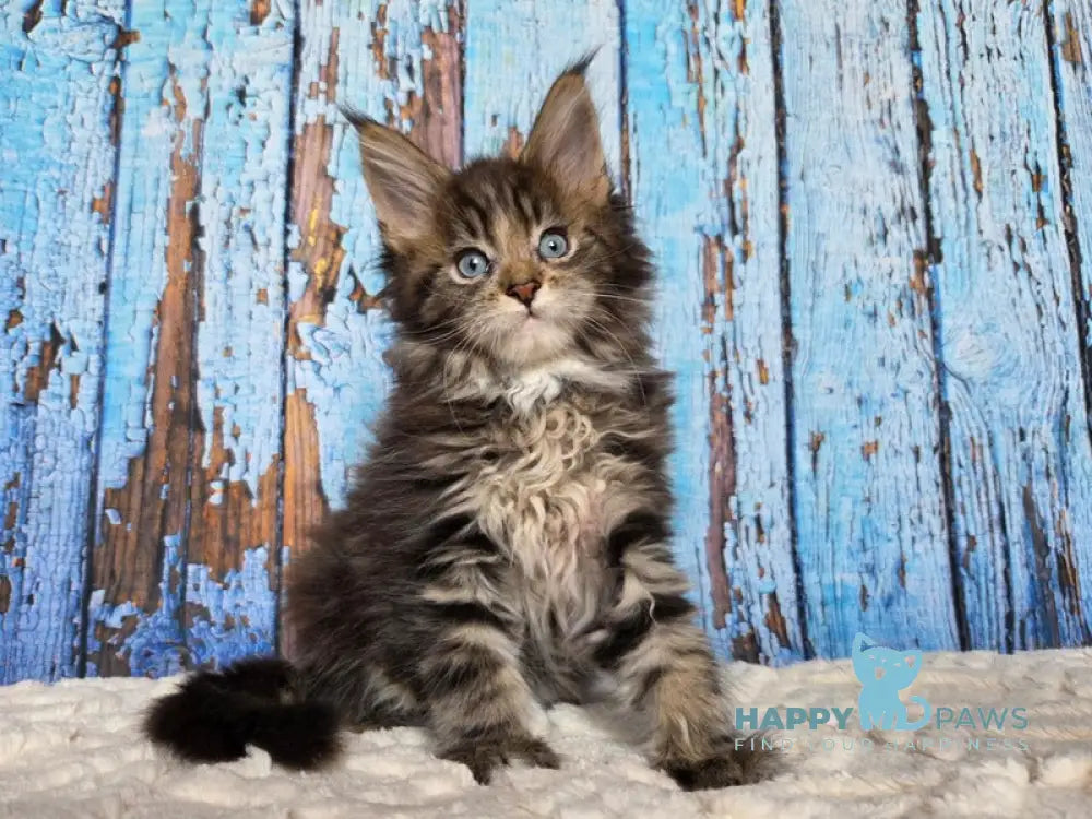 Narcissus Maine Coon male black tabby with white live animals