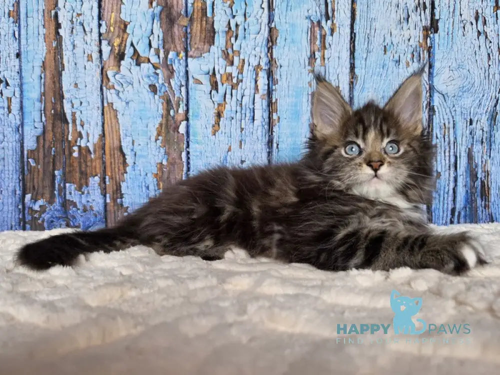 Narcissus Maine Coon male black tabby with white live animals