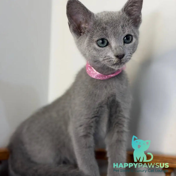 Nargiz Russian Blue female blue - live animals