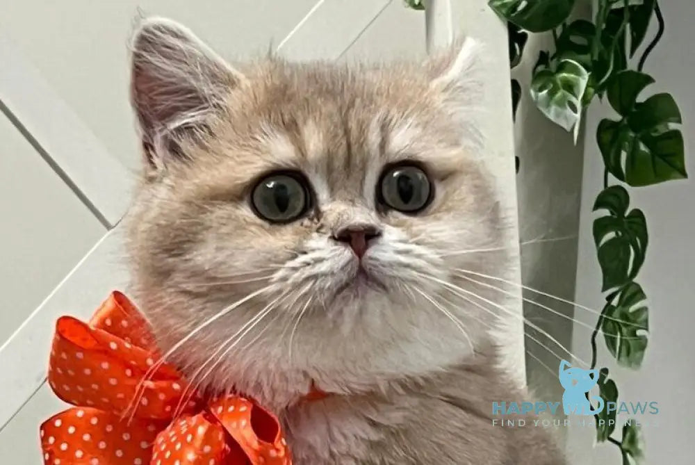 Narnia British Shorthair female lilac golden chinchilla live animals