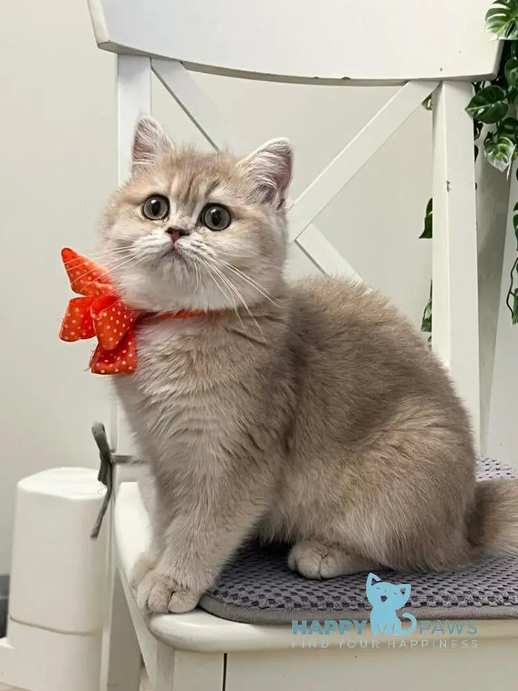 Narnia British Shorthair female lilac golden chinchilla live animals