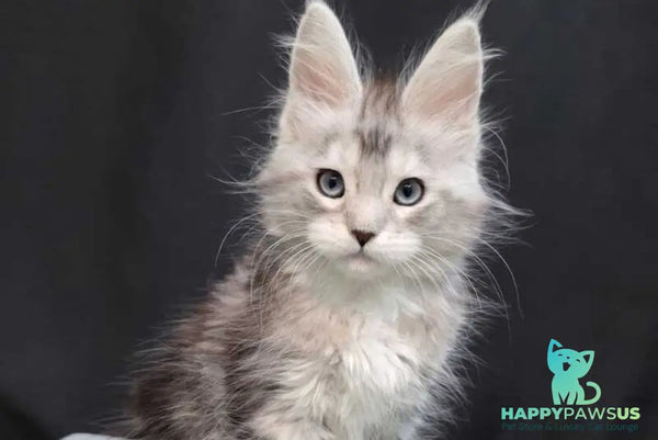 Narnia Maine Coon female black silver tabby bicolour - live animals