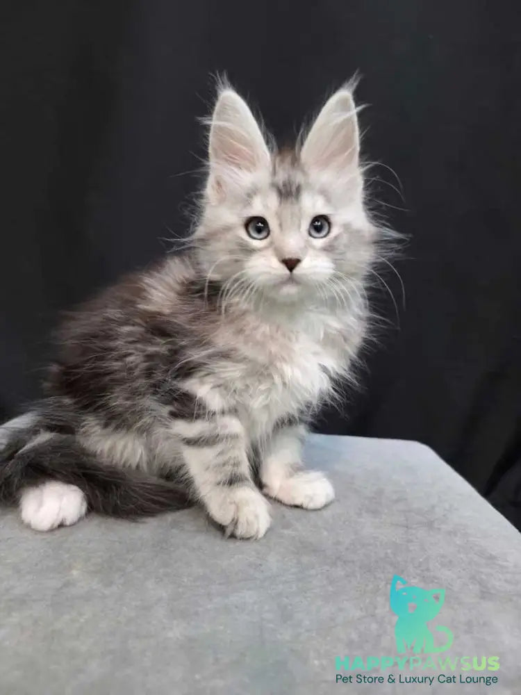 Narnia Maine Coon female black silver tabby bicolour - live animals
