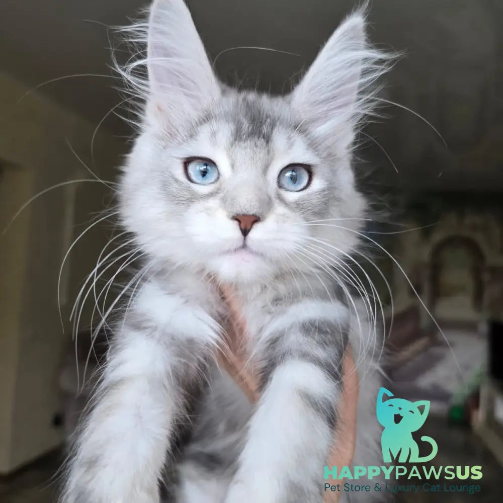 Narnia Maine Coon female black silver tabby bicolour - live animals
