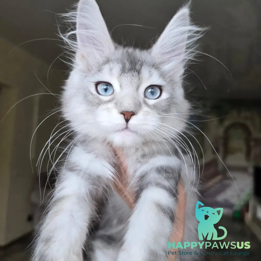 Narnia Maine Coon female black silver tabby bicolour - live animals