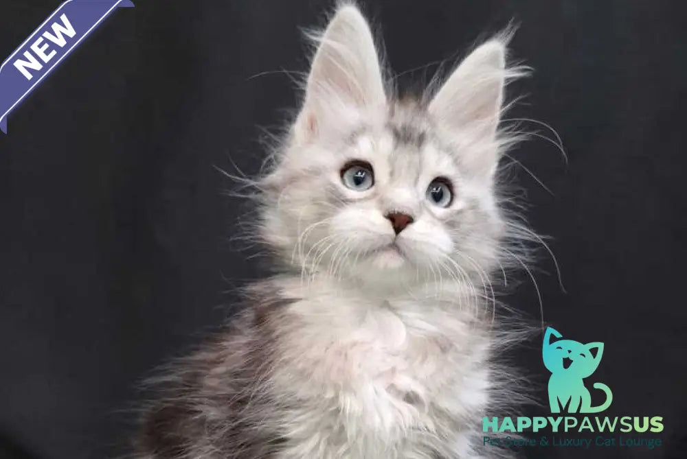 Narnia Maine Coon female black silver tabby bicolour - live animals