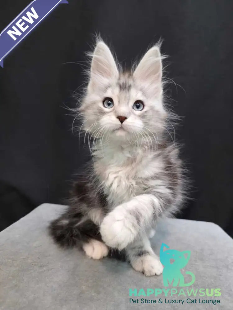 Narnia Maine Coon female black silver tabby bicolour - live animals