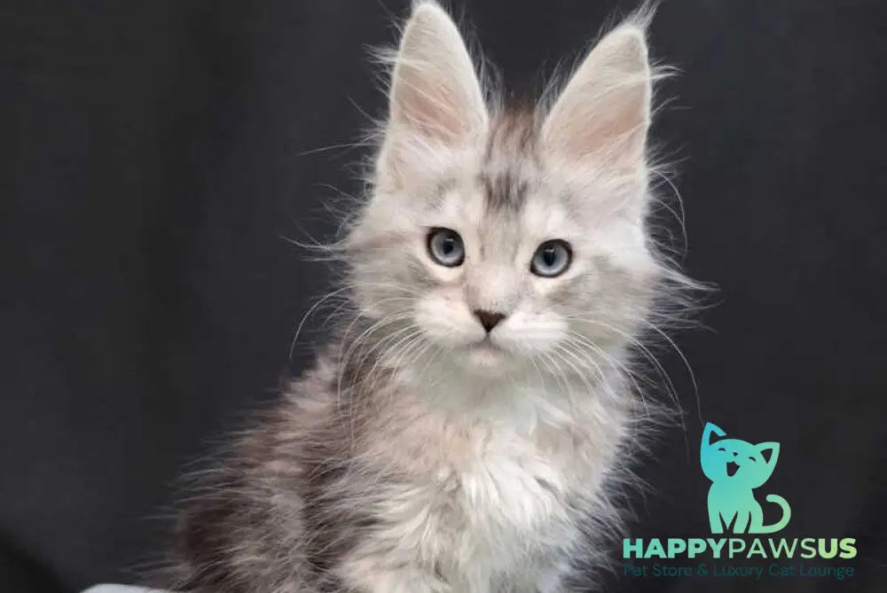Narnia Maine Coon female black silver tabby bicolour - live animals