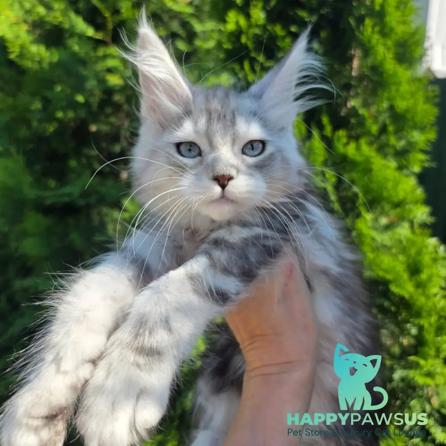 Narnia Maine Coon female black silver tabby bicolour - live animals