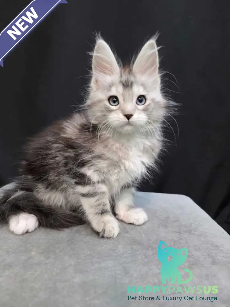 Narnia Maine Coon female black silver tabby bicolour - live animals