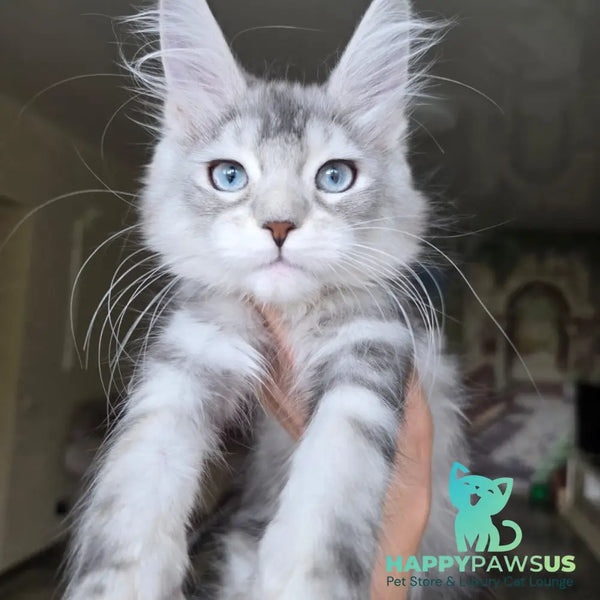 Narnia Maine Coon female black silver tabby bicolour - live animals