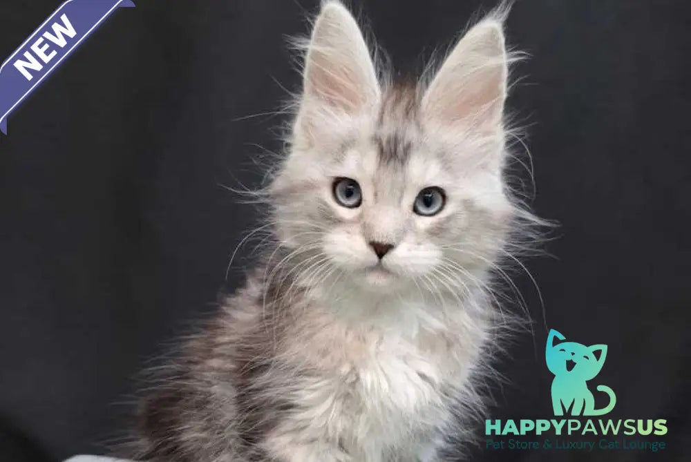 Narnia Maine Coon female black silver tabby bicolour - live animals