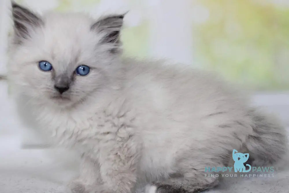 Nartsis Siberian male black pointed with white - live animals