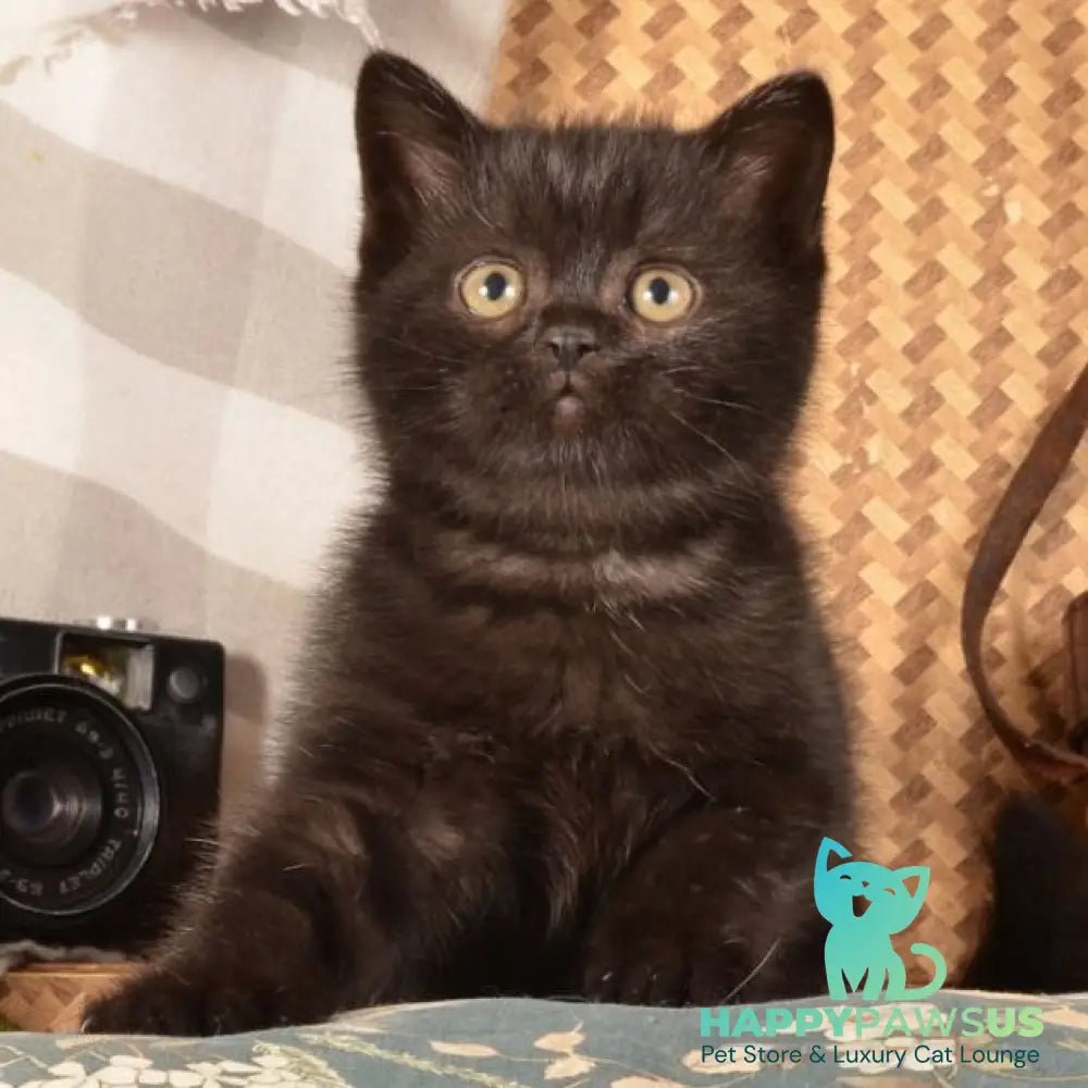 Naruto Scottish Straight male black - live animals