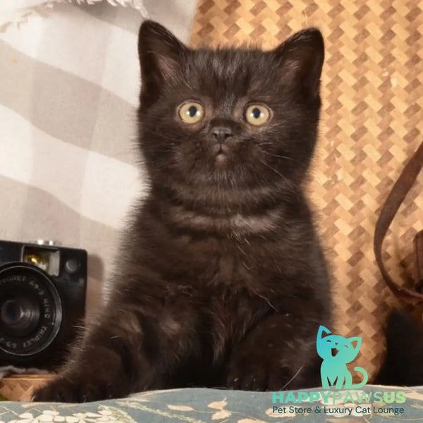 Naruto Scottish Straight male black - live animals