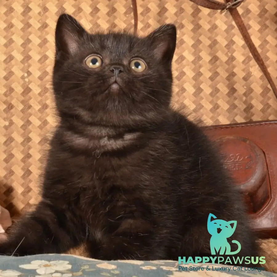 Naruto Scottish Straight male black - live animals