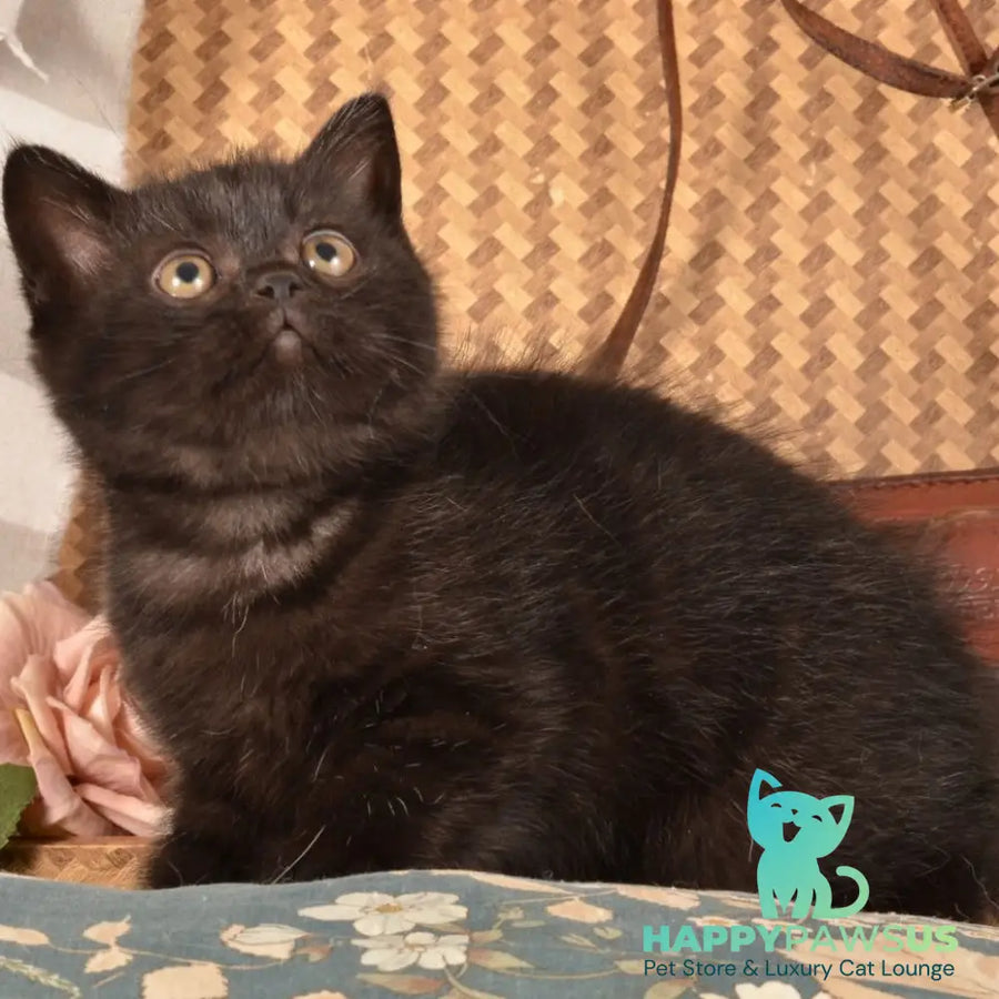 Naruto Scottish Straight male black - live animals