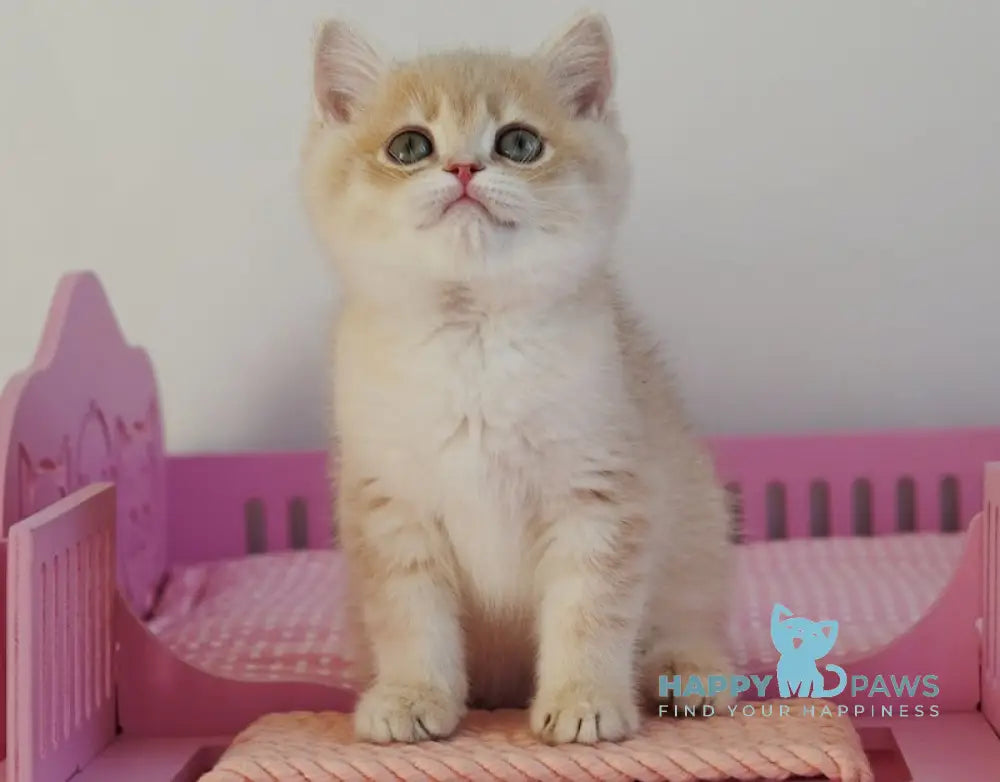 Nash British Shorthair male lilac golden spotted tabby live animals