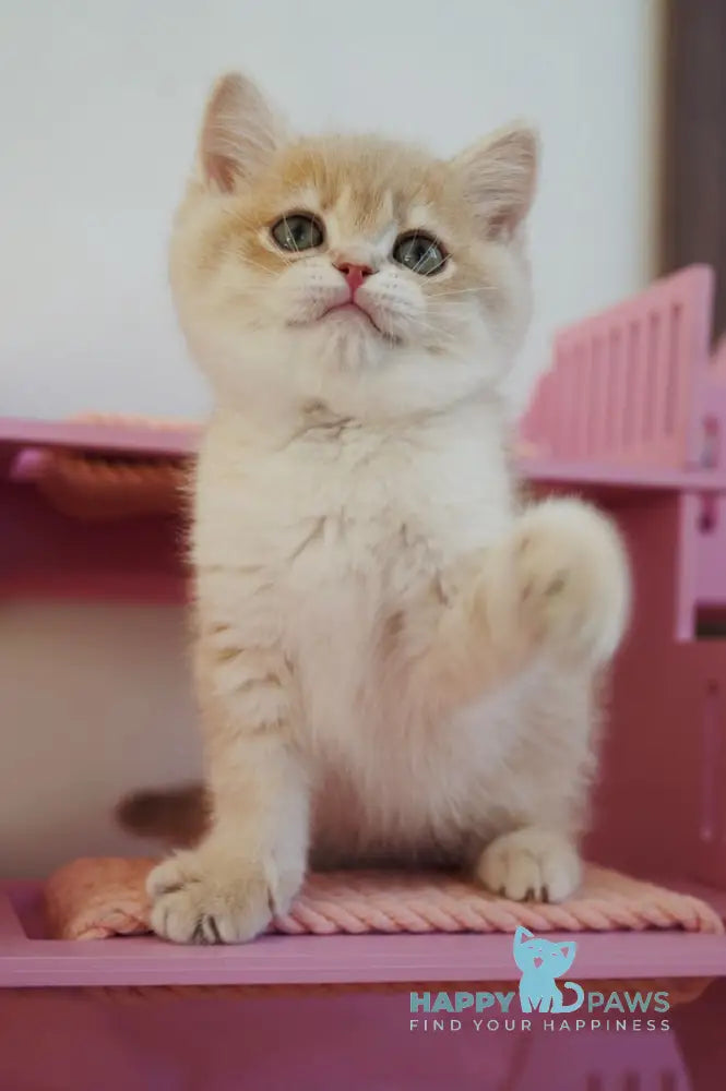 Nash British Shorthair male lilac golden spotted tabby live animals