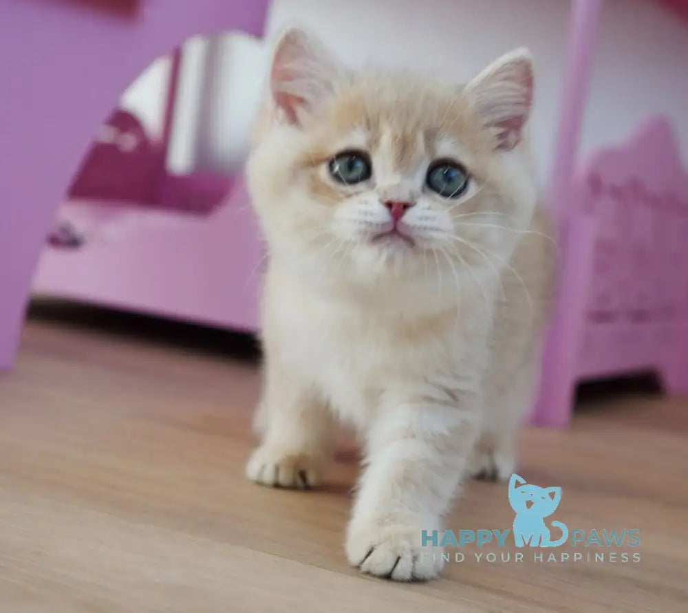Nash British Shorthair male lilac golden spotted tabby live animals
