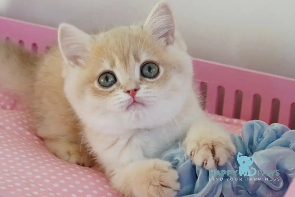 Nash British Shorthair male lilac golden spotted tabby live animals