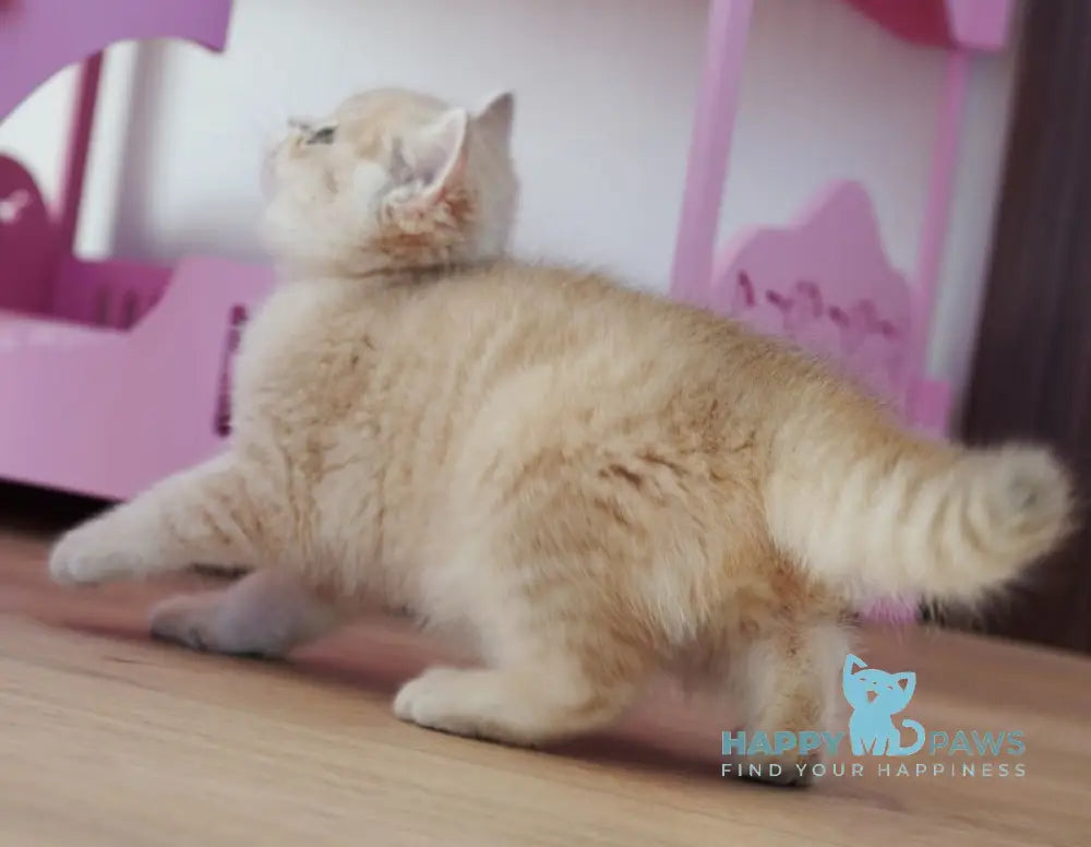 Nash British Shorthair male lilac golden spotted tabby live animals