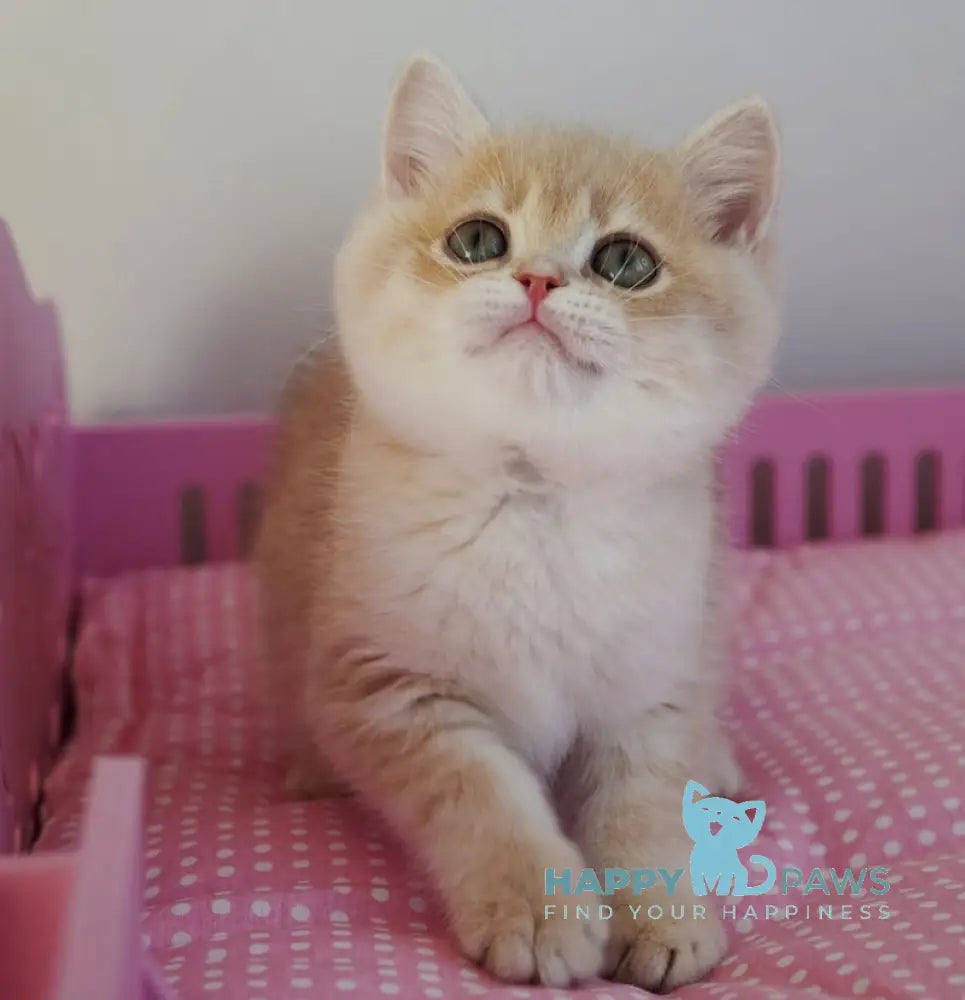 Nash British Shorthair male lilac golden spotted tabby live animals