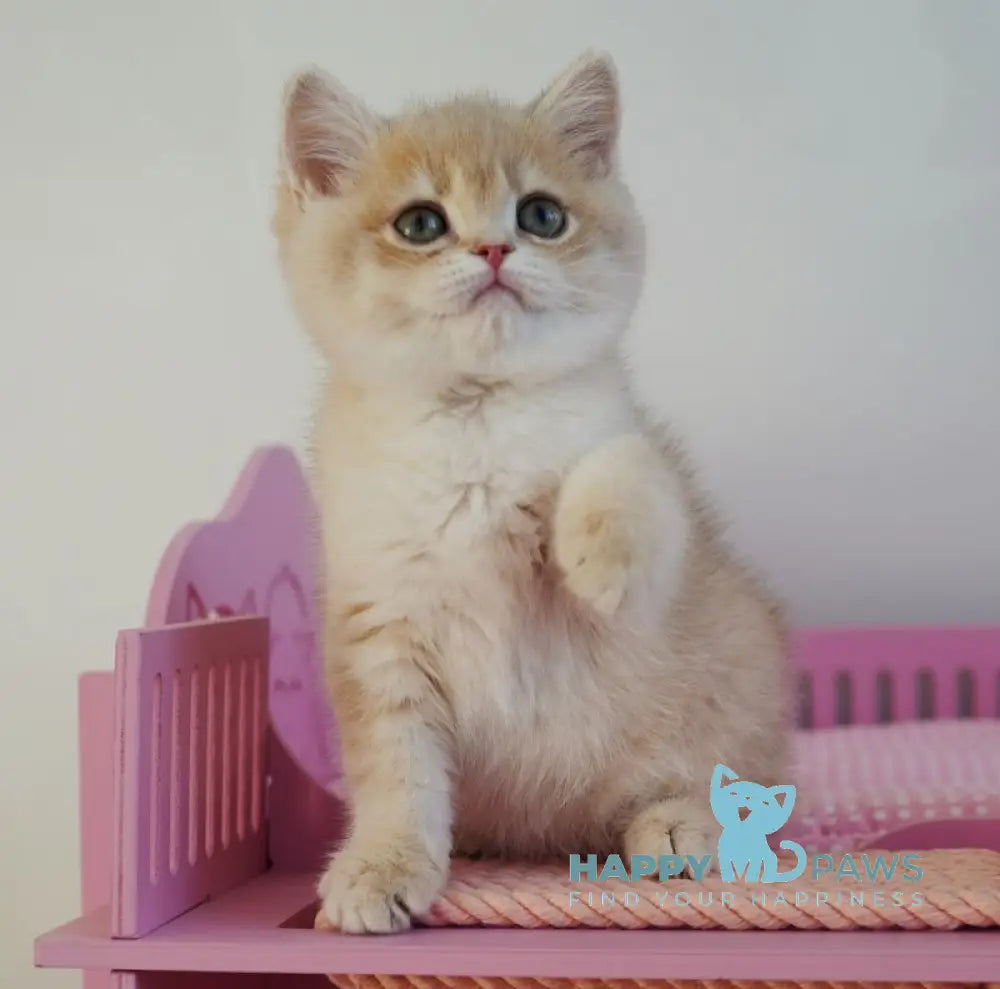 Nash British Shorthair male lilac golden spotted tabby live animals