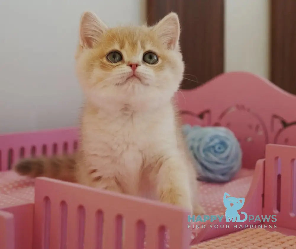Nash British Shorthair male lilac golden spotted tabby live animals