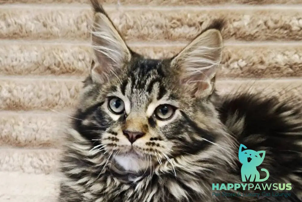 Nash Maine Coon male black tabby live animals