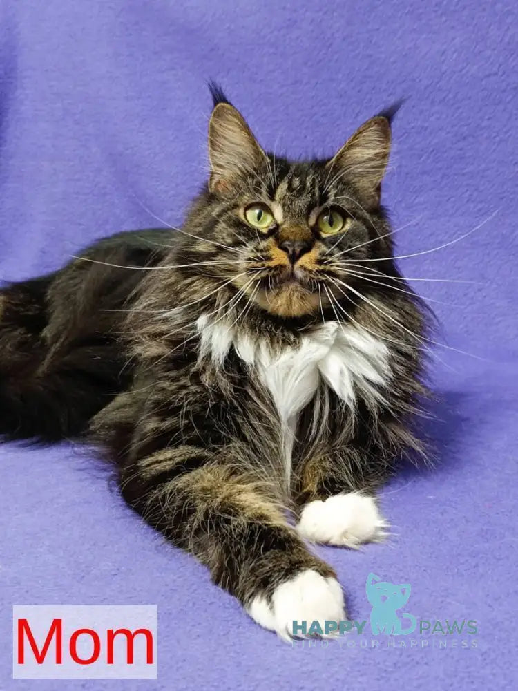 Nash Maine Coon male black tabby live animals