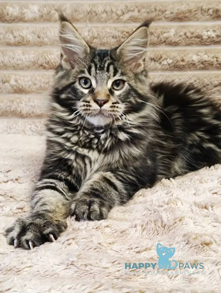 Nash Maine Coon male black tabby live animals