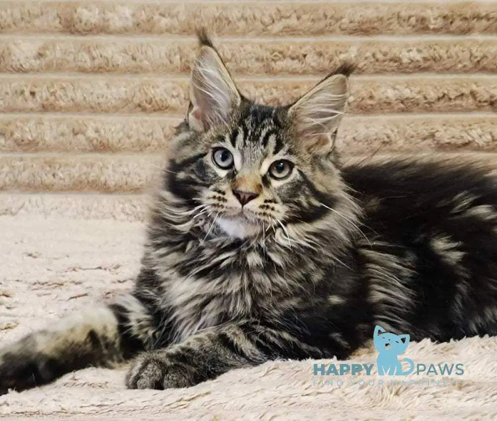 Nash Maine Coon male black tabby live animals