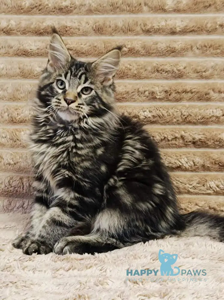 Nash Maine Coon male black tabby live animals