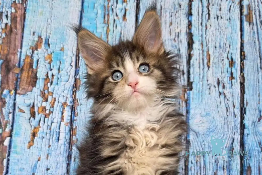 Nasturtsia Maine Coon female black tabby with white live animals