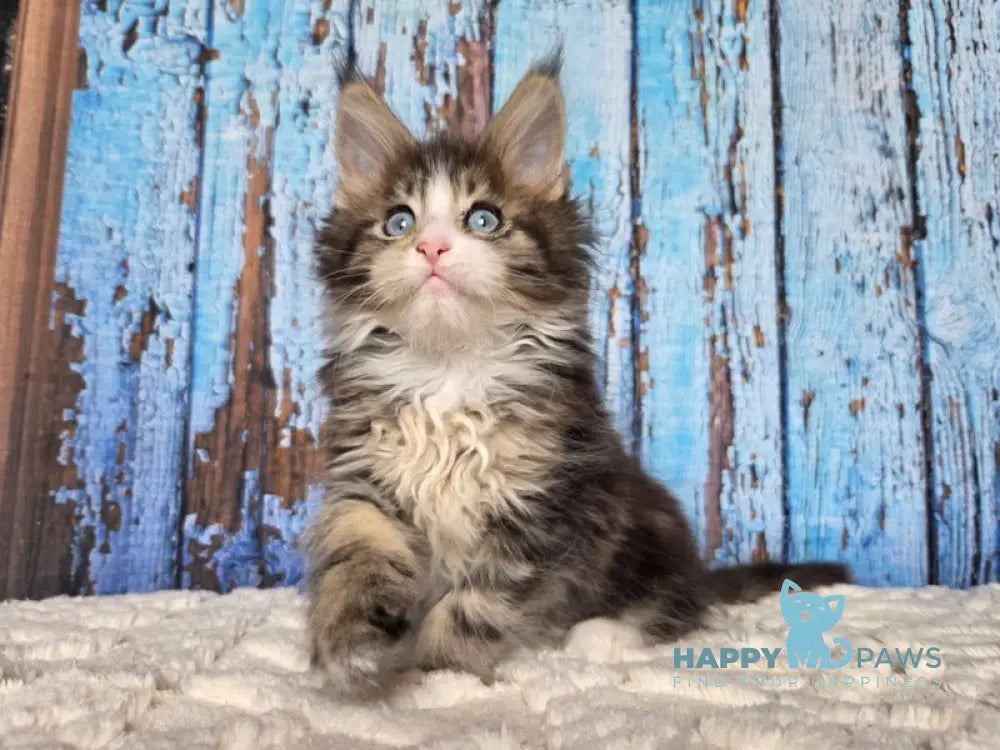 Nasturtsia Maine Coon female black tabby with white live animals