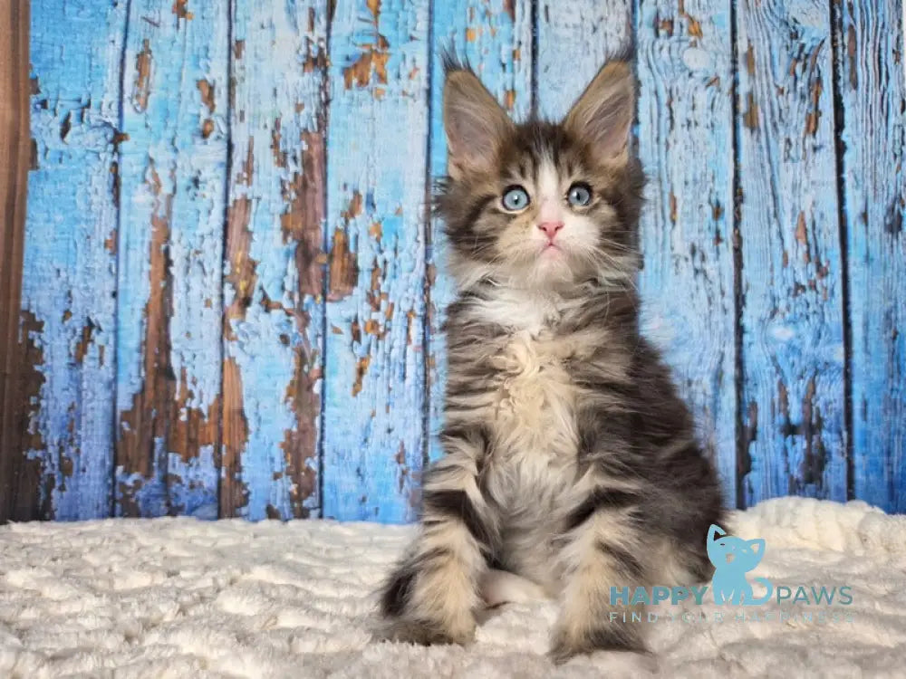 Nasturtsia Maine Coon female black tabby with white live animals