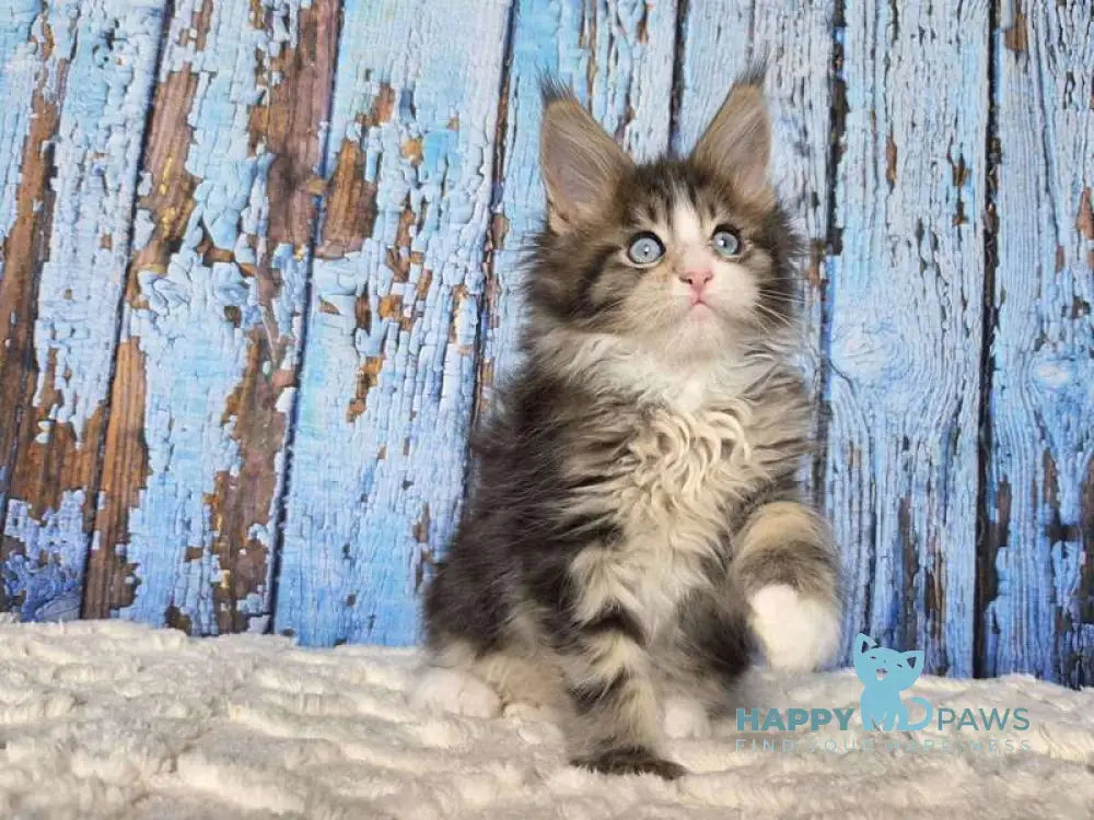 Nasturtsia Maine Coon female black tabby with white live animals