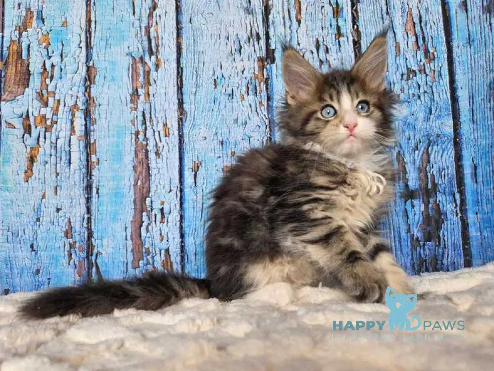 Nasturtsia Maine Coon female black tabby with white live animals