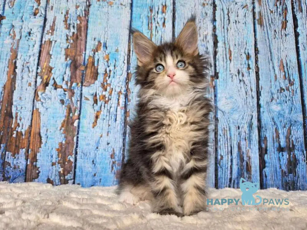 Nasturtsia Maine Coon female black tabby with white live animals