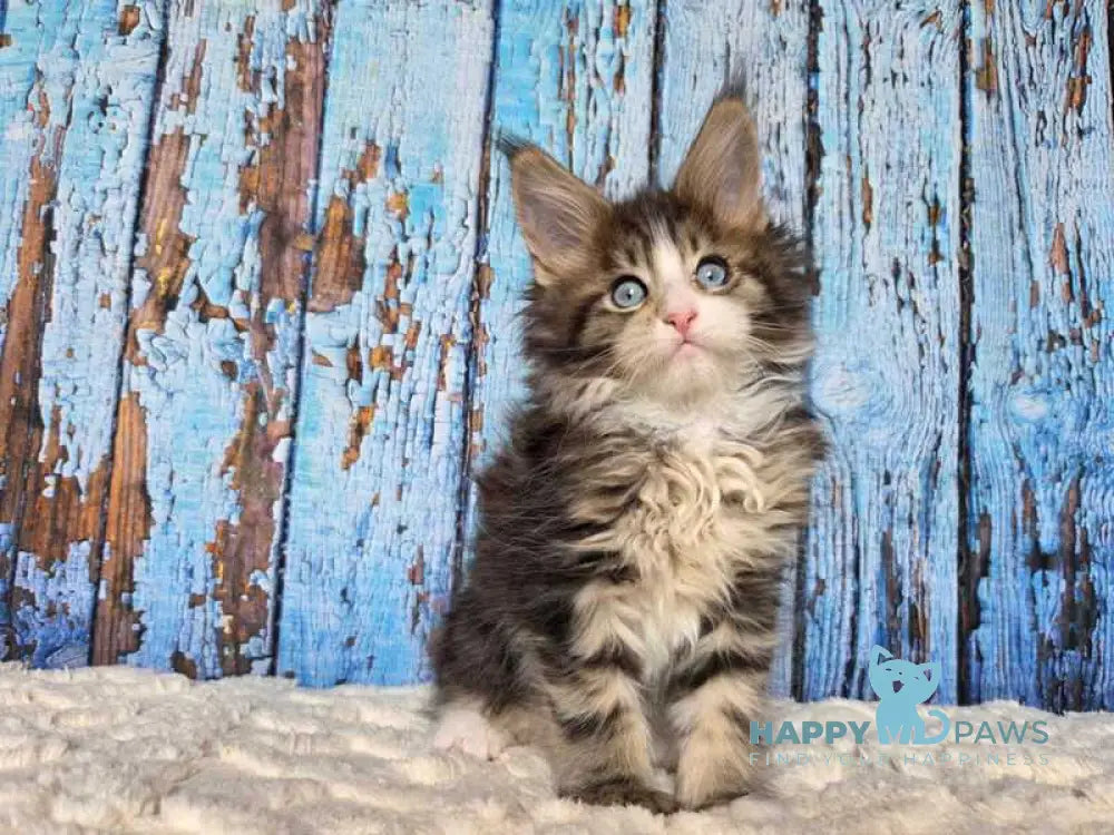 Nasturtsia Maine Coon female black tabby with white live animals