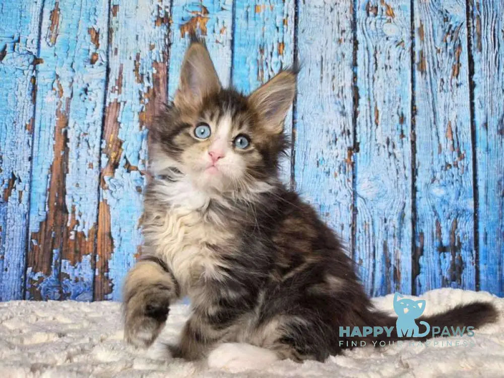 Nasturtsia Maine Coon female black tabby with white live animals
