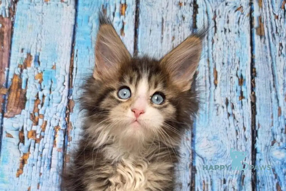 Nasturtsia Maine Coon female black tabby with white live animals